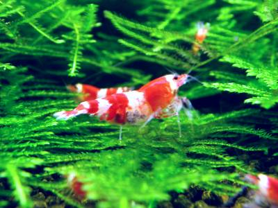 RUBY red bee shrimp