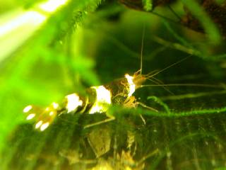 RUBY red bee shrimp