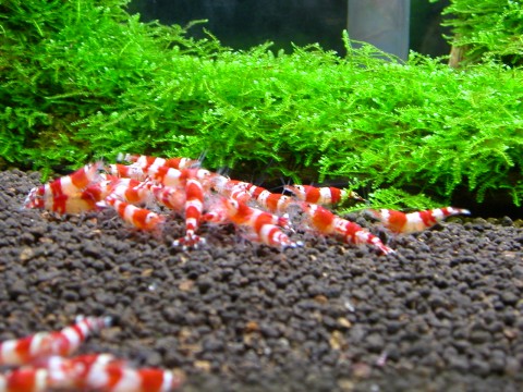 RUBY red bee shrimp