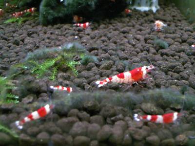 RUBY red bee shrimp