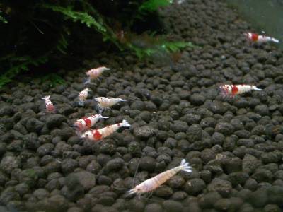 RUBY red bee shrimp