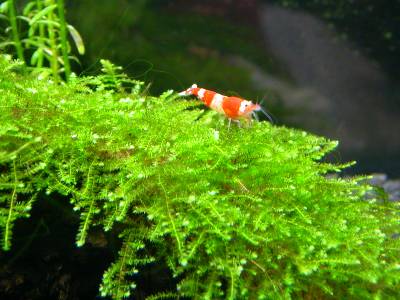 RUBY red bee shrimp