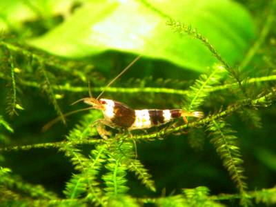 RUBY red bee shrimp